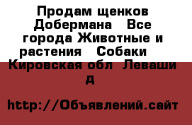 Продам щенков Добермана - Все города Животные и растения » Собаки   . Кировская обл.,Леваши д.